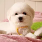 纯种比熊 白色比熊 法系卷毛比熊 高品质比熊犬