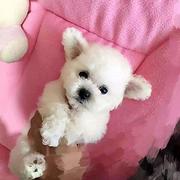 嘉兴【*推荐】泰迪犬舍‖泰迪养殖场