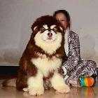 高品质阿拉斯加幼犬 霸气十足绝对拉风 做完疫苗驱