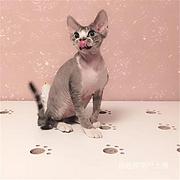 马鞍山纯种精灵猫无毛猫猫舍直销