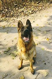 赛级德国牧羊犬