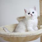 荆门银渐层猫舍位置 本地银渐层猫舍地址在哪儿