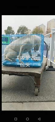 毕节织金县宠物托运价格（猫狗活体快递邮寄） （2023今日
