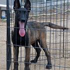 白山出售纯种马犬幼犬