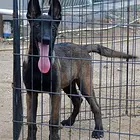 安庆出售纯种马犬幼犬