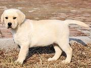 鞍山首家拉布拉多犬舍 靠谱的拉布拉多养殖基地