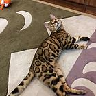 江门孟加拉豹猫 疫苗齐全 温顺黏人 保证健康