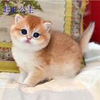 贵州安顺包子脸金渐层一手价钱