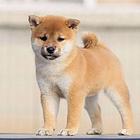 纯种日系柴犬丨冠军品相,低端价丨只卖对的不买