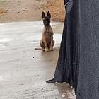 爱犬者来