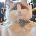 布偶猫、布偶出售