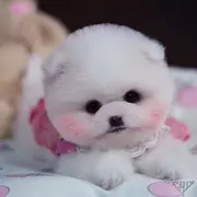 精品哈多利球体博美犬 保证健康 可签协议