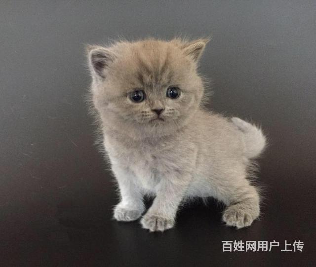 台州地区卖蓝猫有几家，卖蓝猫的商家的图片