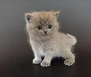潜江靠谱的卖蓝猫的商家 蓝猫一只价位