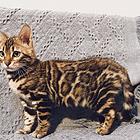 银川孟加拉豹猫 疫苗齐全 温顺黏人 保证健康