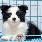 出售中 高品质边牧宝宝【益帆边境犬舍】