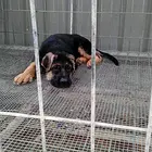 纯种锤系德国牧羊犬出售 北京市德牧幼犬多少钱