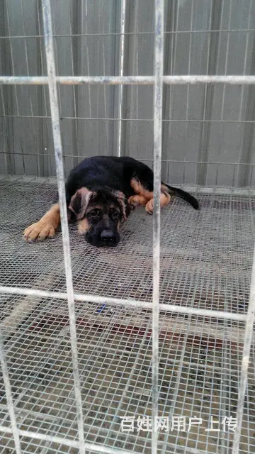 纯种锤系德国牧羊犬出售 北京市德牧幼犬多少钱的图片