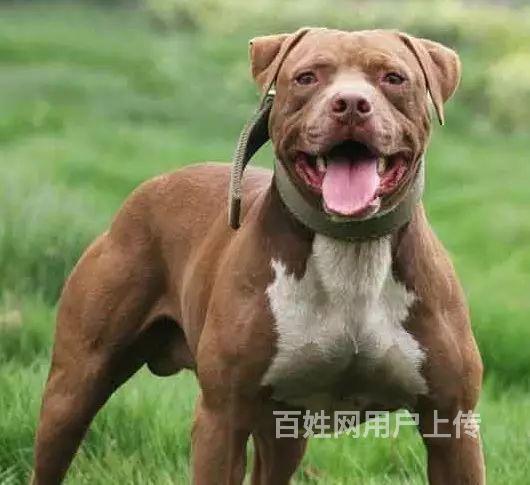 纯种鳄鱼血统比特犬出售 狗场比特犬幼崽 比特犬多少钱