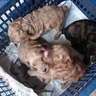 泰迪幼犬