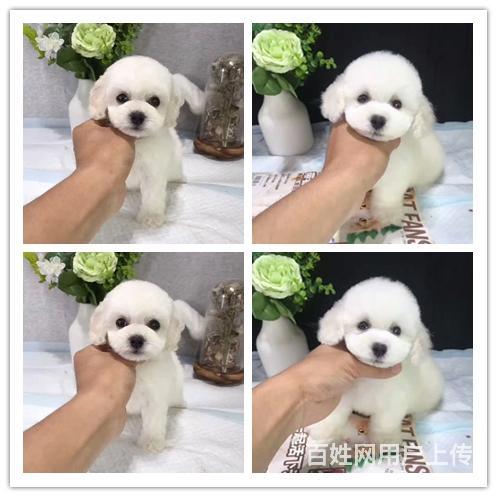 二十年的养殖基地 品质健康有保障 欢迎上门选购丶u的图片