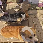 柯基配种