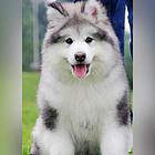 焦作阿拉斯加犬舍基地常年出售纯种阿拉双血阿拉幼犬