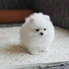 纯种博美幼犬 博美好养吗 三个月博美掉毛吗
