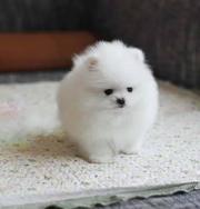纯种博美犬多少钱 纯种博美价格 赛级博美犬