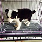 鞍山卡斯罗一般价位【卡斯罗犬舍】地址