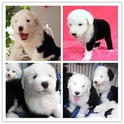 周口什么地方有卖狗的在什么地方可以买到狗