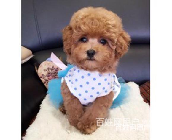 兴安哪里有博美卖博美犬舍信息的图片