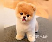 张掖博美狗场地址博美狗场位置