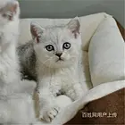 浙江嘉兴纯种银渐层价钱