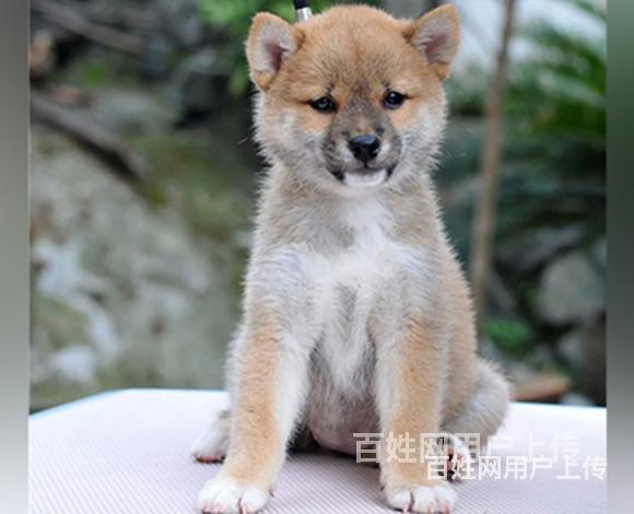 琼海正规哈士奇基地正规养殖哈士奇的图片