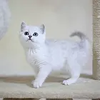 绍兴纯种小银渐层金渐层犬舍 正规猫舍家庭式繁育