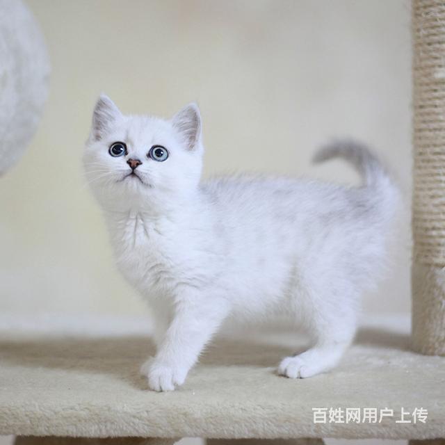 大理银渐层基地◆卖银渐层的地方的图片