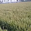 健康是金sy