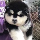 襄阳【*推荐】阿拉斯加犬舍‖阿拉斯加养殖场