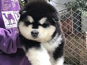 白山【*推荐】阿拉斯加犬舍‖阿拉斯加养殖场
