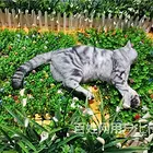 乌鲁木齐十年宠物殡葬服务老店,乌鲁木齐宠物殡仪馆电话,