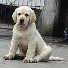 眉山地区纯种拉布拉多幼犬 头版足骨量大 血统纯正