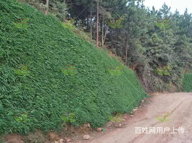 温州专营矿山草种草籽首选狗牙根护坡