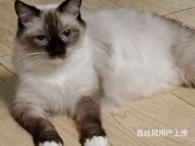 【搞定了！】布偶猫的图片