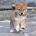 果洛宠物店卖哈士奇的在哪哪里有卖