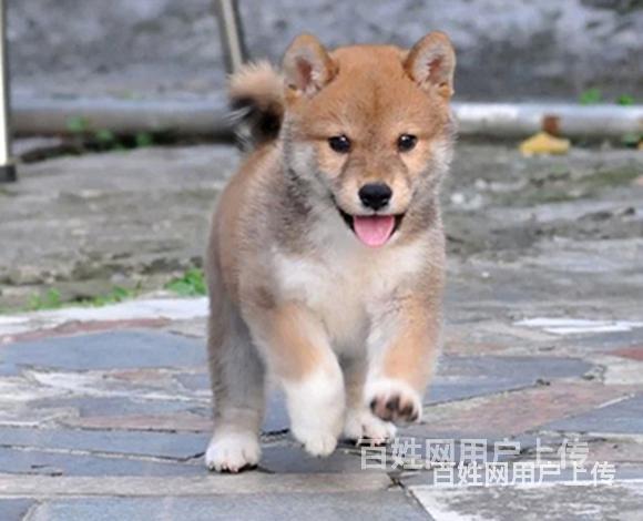 通辽哈士奇繁殖场哈士奇犬舍联系方式的图片