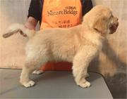 纯种健康金毛幼犬、品种齐全纯正血统 品质有保证