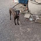 不想换个马犬或莱州红