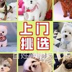 【同城推荐】宁德古田大型犬舍出售卡斯罗 纯种健康