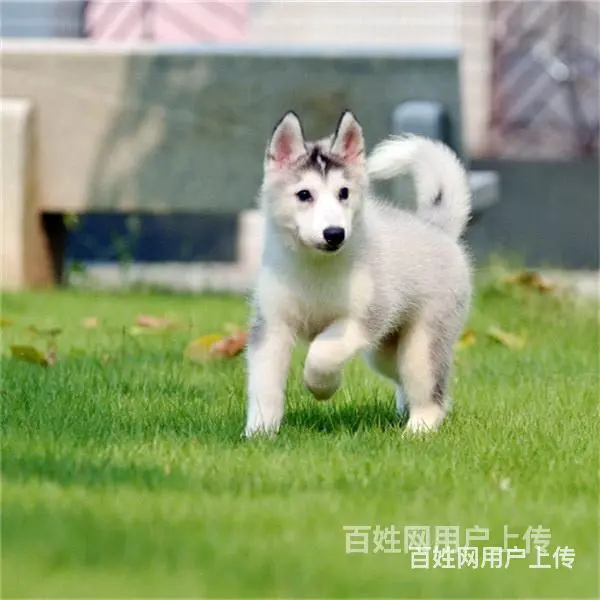 盐城哈士奇价格去哪里买哈士奇便宜的图片